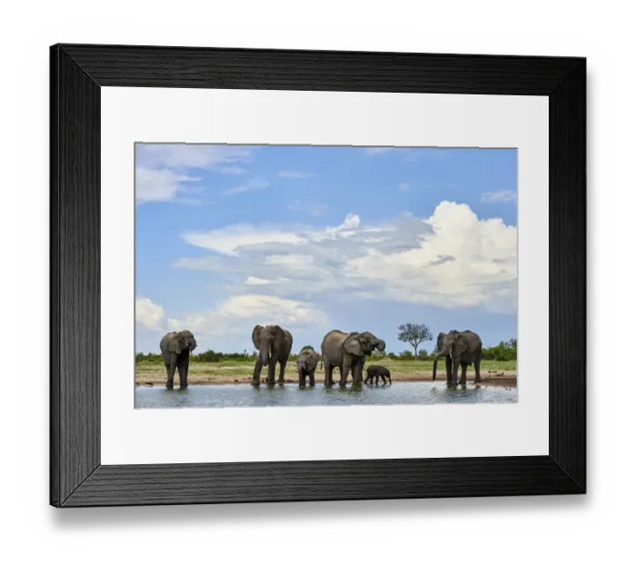 Framed Print : African elephant (Loxodonta africana) herd drinking at a waterhole, Hwange National Park Framed Print : African elephant (Loxodonta africana) herd drinking at a waterhole, Hwange National Park