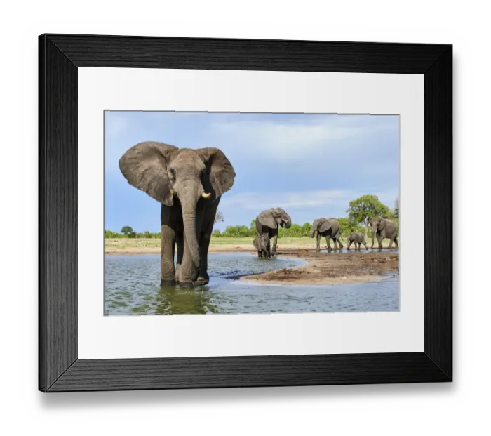 Framed Print : African elephant (Loxodonta africana) herd drinking at a waterhole, Hwange National Park Framed Print : African elephant (Loxodonta africana) herd drinking at a waterhole, Hwange National Park