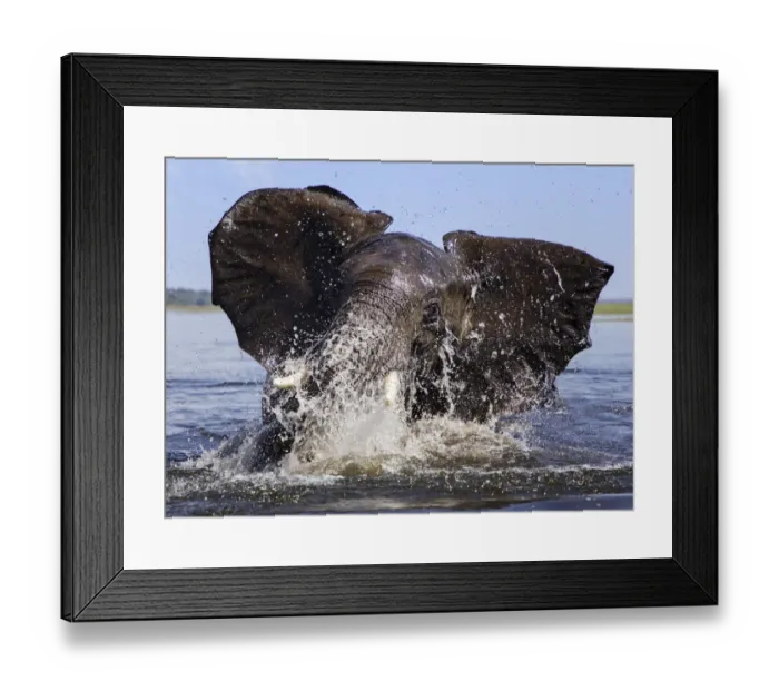 Framed Print : African elephant (Loxodonta africana) playing in Chobe River, Chobe National Park Framed Print : African elephant (Loxodonta africana) playing in Chobe River, Chobe National Park