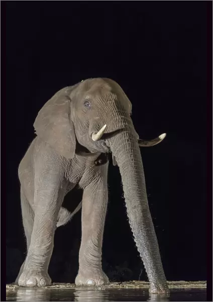 Elephant (Loxodonta africana) at waterhole drinking at night, Zimanga Private Game Reserve