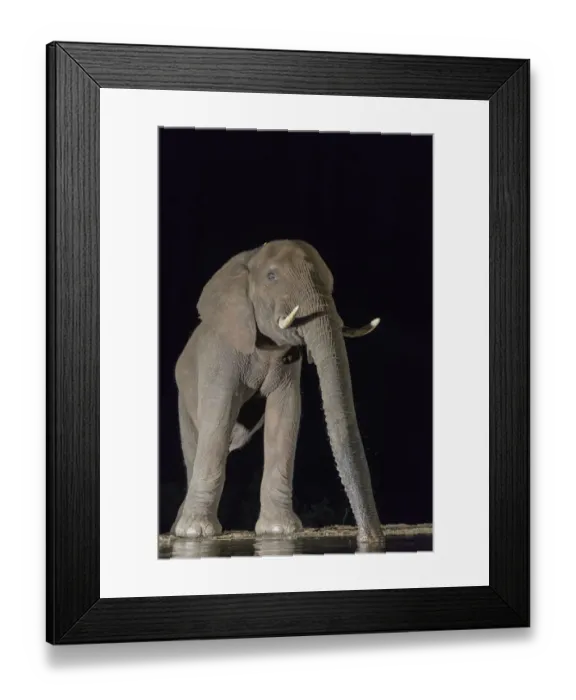 Framed Print : Elephant (Loxodonta africana) at waterhole drinking at night, Zimanga Private Game Reserve Framed Print : Elephant (Loxodonta africana) at waterhole drinking at night, Zimanga Private Game Reserve