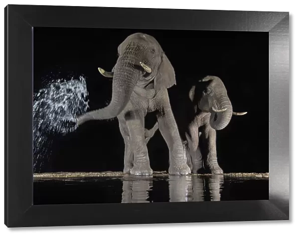 Elephants (Loxodonta africana) at waterhole drinking at night. One spraying water from trunk