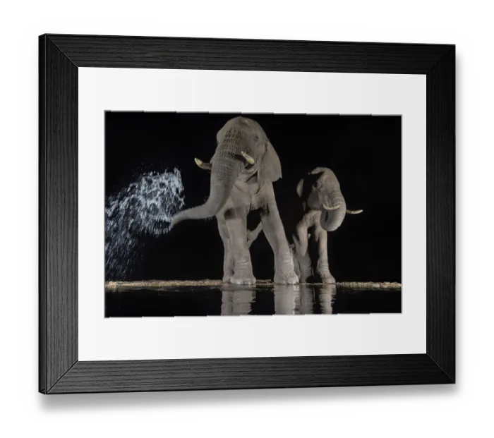 Framed Print : Elephants (Loxodonta africana) at waterhole drinking at night. One spraying water from trunk Framed Print : Elephants (Loxodonta africana) at waterhole drinking at night. One spraying water from trunk
