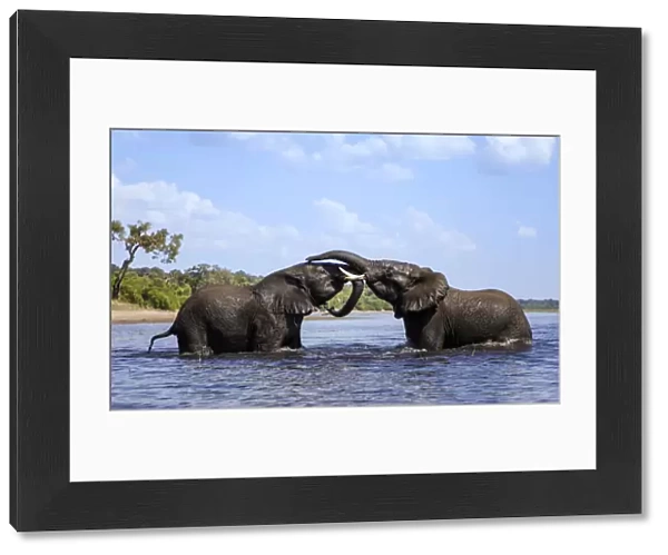African elephant (Loxodonta africana) play fighting in Chobe River, Chobe National Park, Botswana