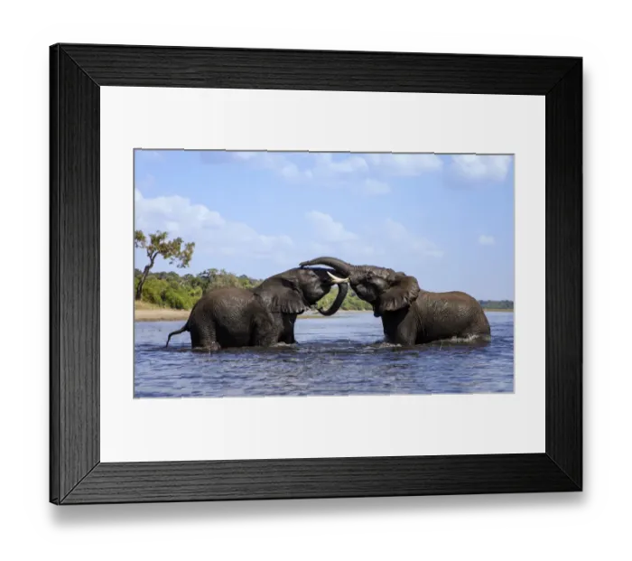 Framed Print : African elephant (Loxodonta africana) play fighting in Chobe River, Chobe National Park, Botswana Framed Print : African elephant (Loxodonta africana) play fighting in Chobe River, Chobe National Park, Botswana