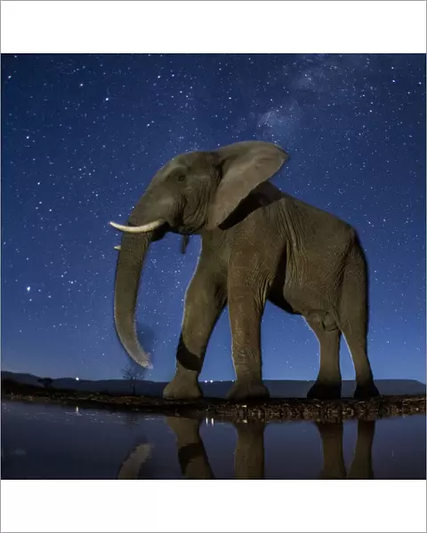 African elephant (Loxodonta africana) at waterhole at night, Mkuze, South Africa