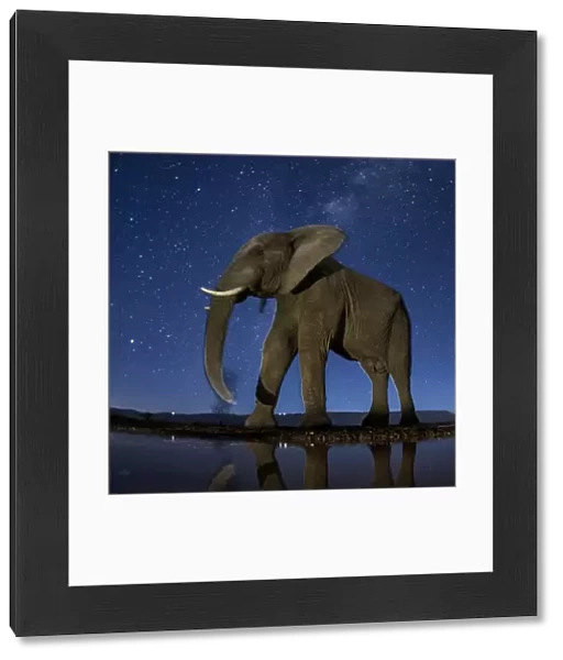 African elephant (Loxodonta africana) at waterhole at night, Mkuze, South Africa