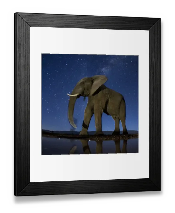 Framed Print : African elephant (Loxodonta africana) at waterhole at night, Mkuze, South Africa Framed Print : African elephant (Loxodonta africana) at waterhole at night, Mkuze, South Africa