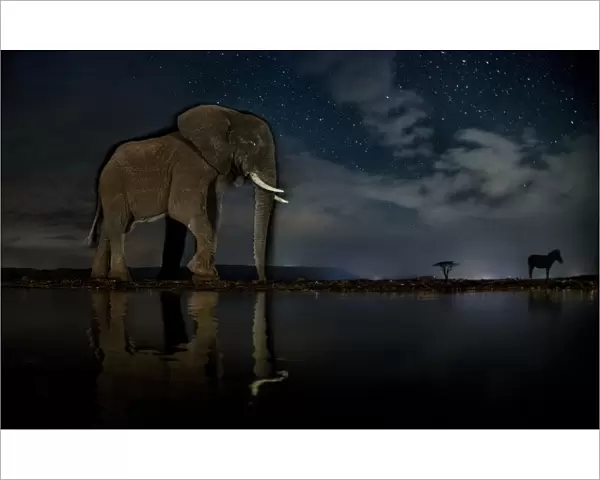 African elephant (Loxodonta africana) and Zebra (Equus quagga) at waterhole at night