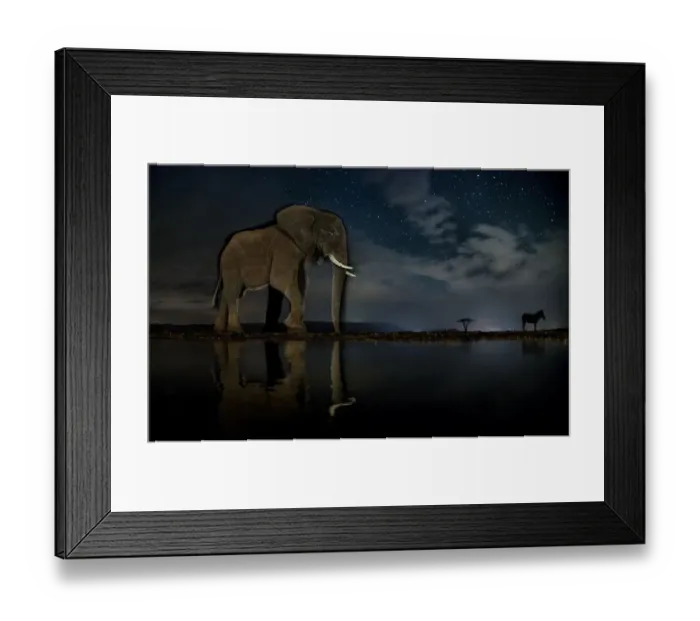 Framed Print : African elephant (Loxodonta africana) and Zebra (Equus quagga) at waterhole at night Framed Print : African elephant (Loxodonta africana) and Zebra (Equus quagga) at waterhole at night