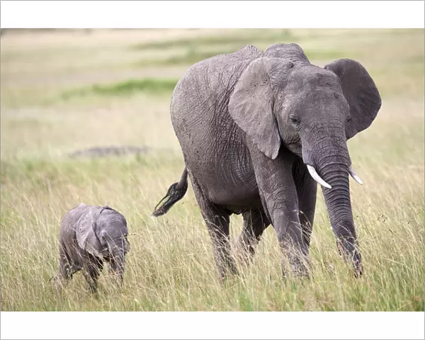 African elephant (loxodonta africana) female and calf walking, Masai Mara National Reserve