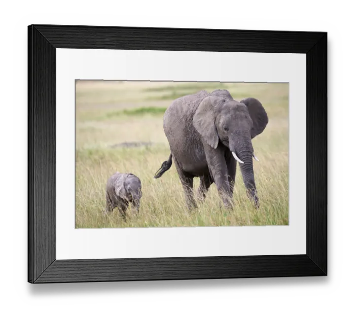Framed Print : African elephant (loxodonta africana) female and calf walking, Masai Mara National Reserve Framed Print : African elephant (loxodonta africana) female and calf walking, Masai Mara National Reserve