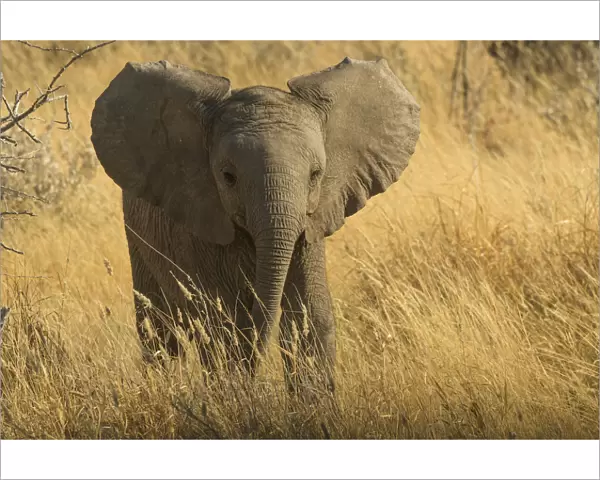 Young African elephant (Loxodonta Africana) with ears spread in aggressive posture