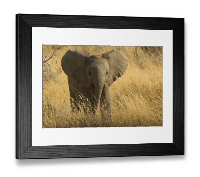Framed Print : Young African elephant (Loxodonta Africana) with ears spread in aggressive posture Framed Print : Young African elephant (Loxodonta Africana) with ears spread in aggressive posture