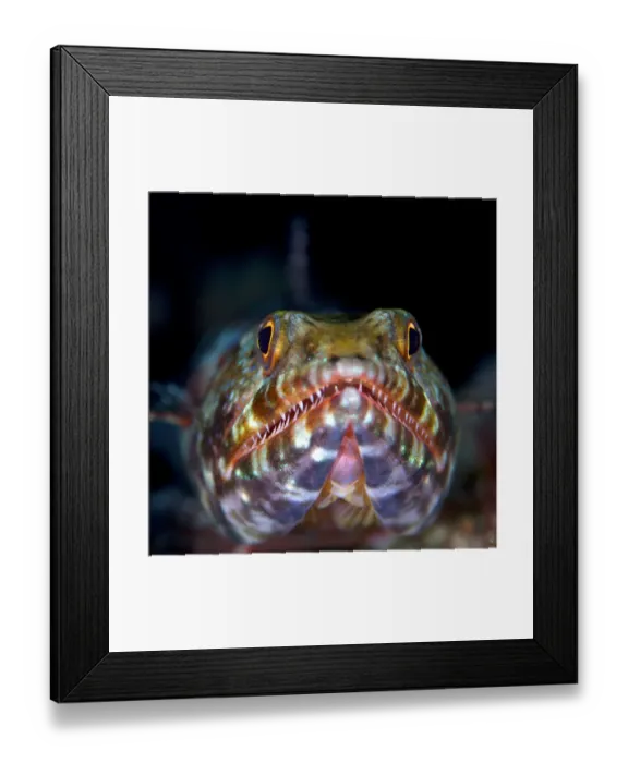 Framed Print : Variegated lizardfish (Synodus variegatus), Bismarck Sea, Vitu Islands, West New Britain Framed Print : Variegated lizardfish (Synodus variegatus), Bismarck Sea, Vitu Islands, West New Britain