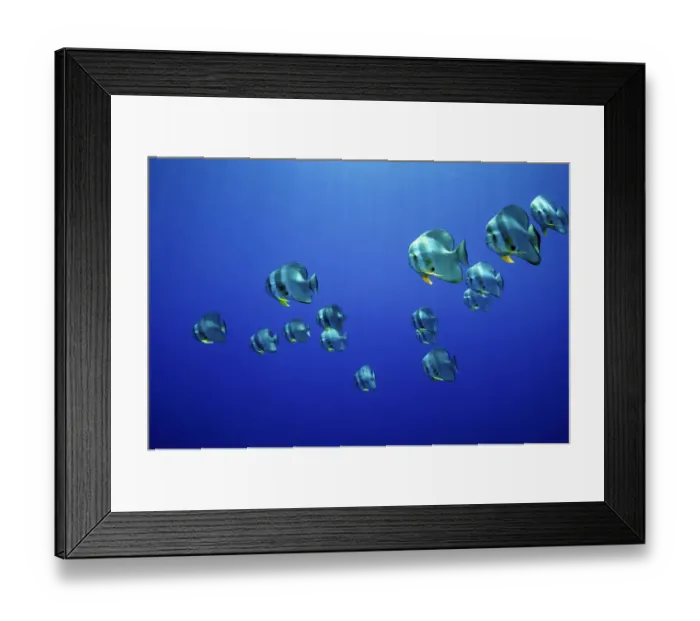 Framed Print : School of Longfin spadefish (Platax teira), Kimbe Bay, West New Britain, Papua New Guinea Framed Print : School of Longfin spadefish (Platax teira), Kimbe Bay, West New Britain, Papua New Guinea