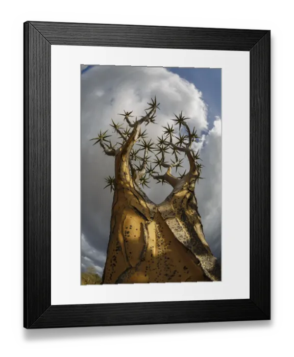 Framed Print : RF - View up Quiver tree (Aloidendron dichotomum), Western Cape, South Africa Framed Print : RF - View up Quiver tree (Aloidendron dichotomum), Western Cape, South Africa