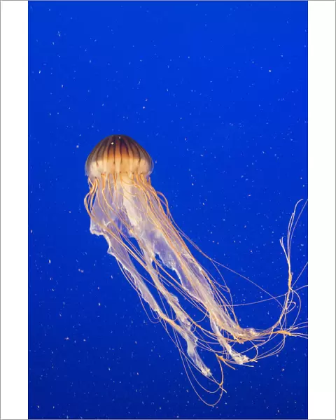 Pacific Sea nettle jellyfish (Chrysaora fuscescens), captive, Vancouver, Canada