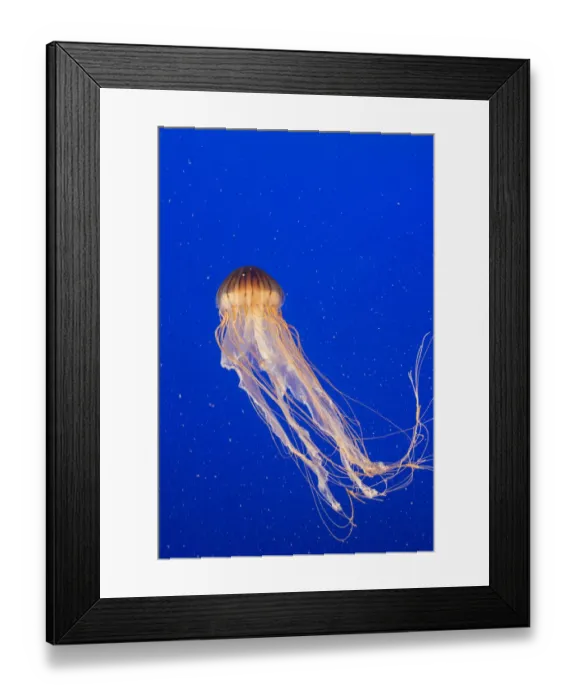 Framed Print : Pacific Sea nettle jellyfish (Chrysaora fuscescens), captive, Vancouver, Canada Framed Print : Pacific Sea nettle jellyfish (Chrysaora fuscescens), captive, Vancouver, Canada