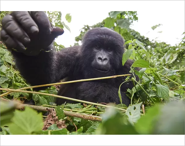 Mountain gorilla (Gorilla beringei beringei) juvenile female stretching hand out towards camera