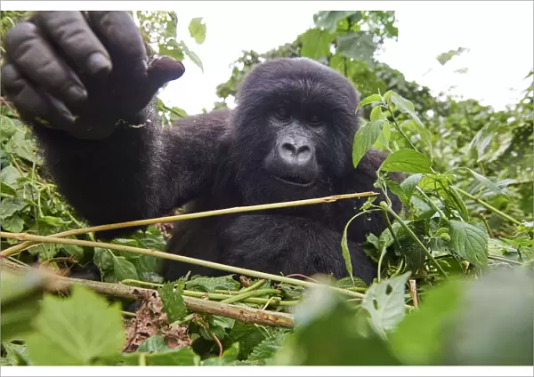 Mountain gorilla (Gorilla beringei beringei) juvenile female stretching hand out towards camera