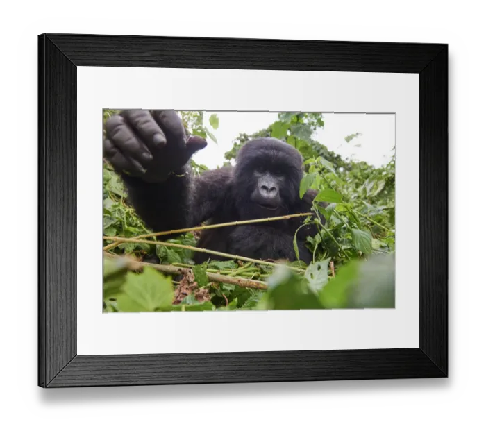 Framed Print : Mountain gorilla (Gorilla beringei beringei) juvenile female stretching hand out towards camera Framed Print : Mountain gorilla (Gorilla beringei beringei) juvenile female stretching hand out towards camera