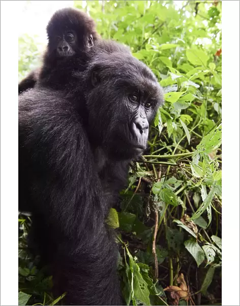Mountain gorilla (Gorilla beringei beringei) female carrying baby on her back, member