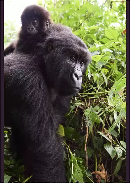 Mountain gorilla (Gorilla beringei beringei) female carrying baby on her back, member