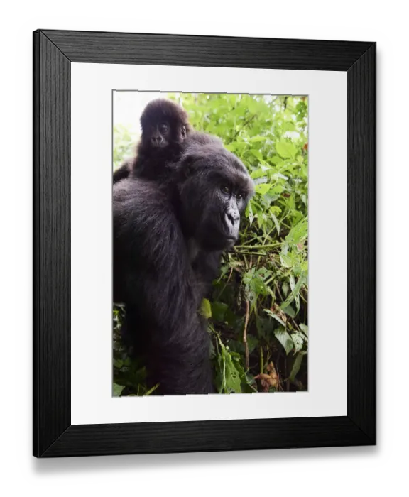 Framed Print : Mountain gorilla (Gorilla beringei beringei) female carrying baby on her back, member Framed Print : Mountain gorilla (Gorilla beringei beringei) female carrying baby on her back, member