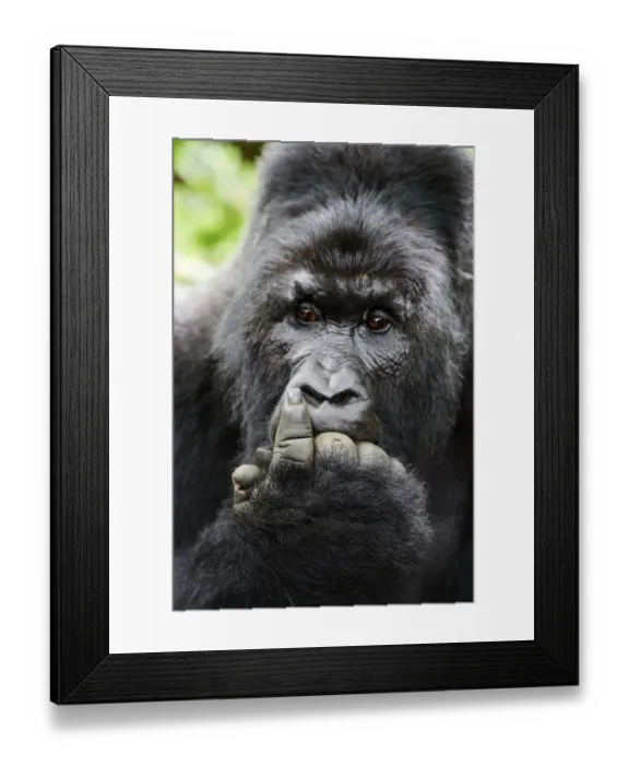 Framed Print : Mountain gorilla (Gorilla beringei beringei) silverback male with fingers in mouth Framed Print : Mountain gorilla (Gorilla beringei beringei) silverback male with fingers in mouth