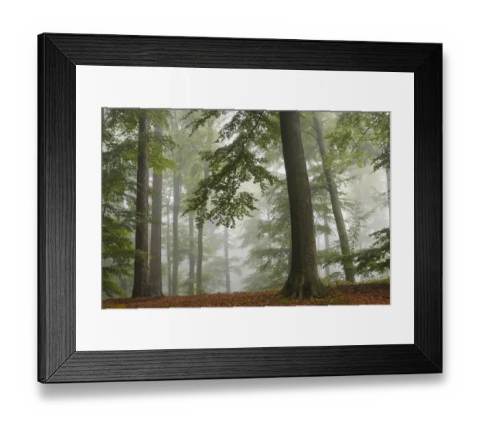 Framed Print : European beech trees (Fagus sylvatica) in autumn mist, Retz Forest, Aisne, Picardy Framed Print : European beech trees (Fagus sylvatica) in autumn mist, Retz Forest, Aisne, Picardy