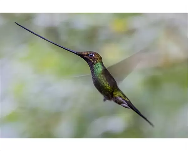 Sword billed hummingbird (Ensifera ensifera) in flight, Guango, Napo, Ecuador