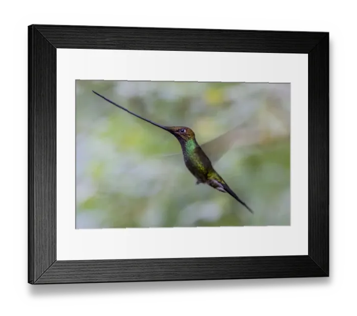 Framed Print : Sword billed hummingbird (Ensifera ensifera) in flight, Guango, Napo, Ecuador Framed Print : Sword billed hummingbird (Ensifera ensifera) in flight, Guango, Napo, Ecuador