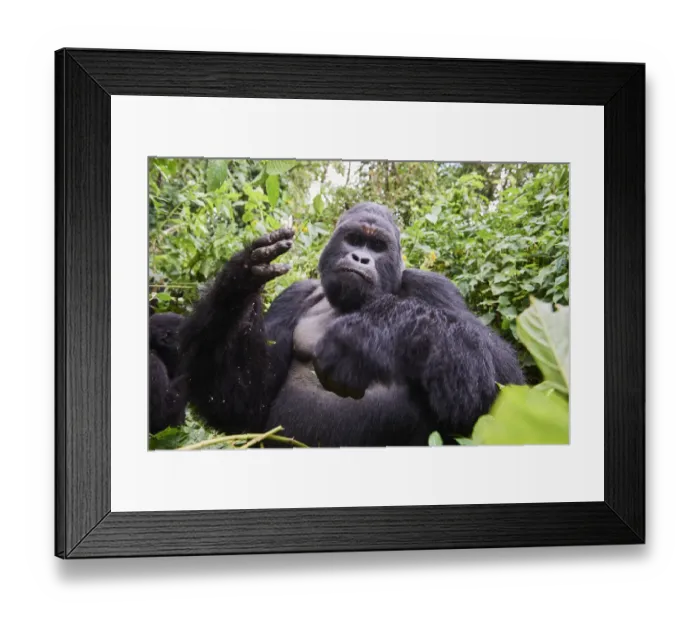 Framed Print : Mountain gorilla (Gorilla beringei beringei) silverback male Humba feeding Framed Print : Mountain gorilla (Gorilla beringei beringei) silverback male Humba feeding
