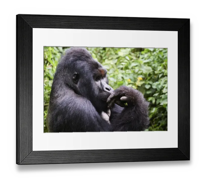Framed Print : Mountain gorilla (Gorilla beringei beringei) silverback male known as Humba licking Framed Print : Mountain gorilla (Gorilla beringei beringei) silverback male known as Humba licking