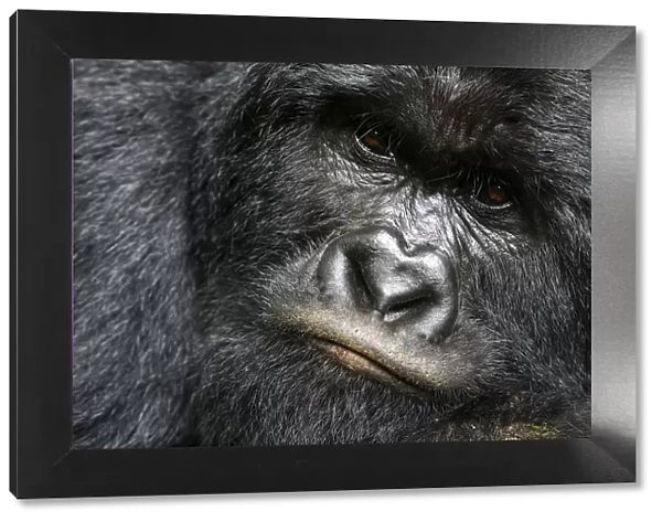 Mountain gorilla (Gorilla beringei beringei) silverback male, portrait, member of the Rugendo group