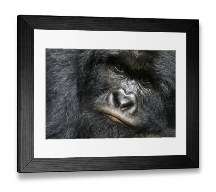 Framed Print : Mountain gorilla (Gorilla beringei beringei) silverback male, portrait, member of the Rugendo group Framed Print : Mountain gorilla (Gorilla beringei beringei) silverback male, portrait, member of the Rugendo group
