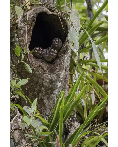 Three Spixs night monkeys (Aotus vociferans) looking out of a hole in a tree trunk