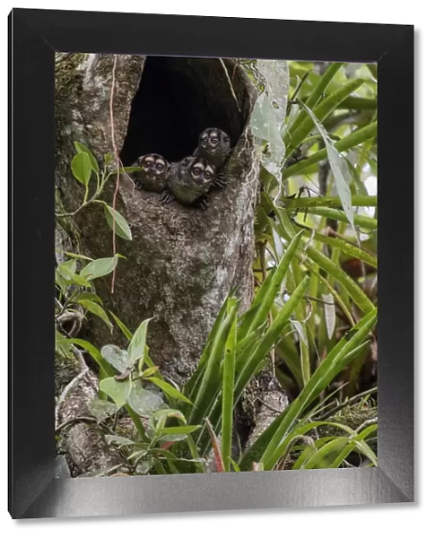 Three Spixs night monkeys (Aotus vociferans) looking out of a hole in a tree trunk