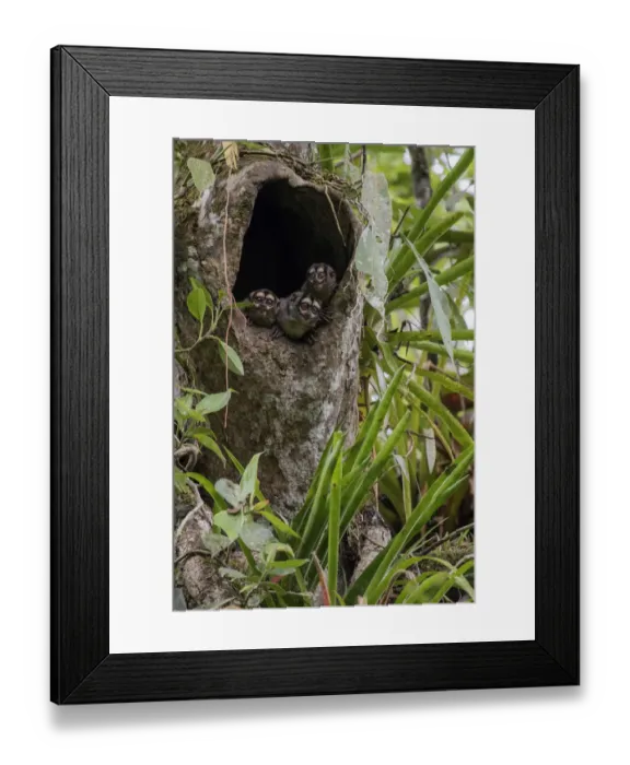 Framed Print : Three Spixs night monkeys (Aotus vociferans) looking out of a hole in a tree trunk Framed Print : Three Spixs night monkeys (Aotus vociferans) looking out of a hole in a tree trunk