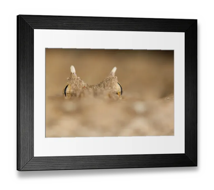 Framed Print : Horned adder (Bitis caudalis) eyes and horns, Swakopmund, Erongo, Namibia Framed Print : Horned adder (Bitis caudalis) eyes and horns, Swakopmund, Erongo, Namibia