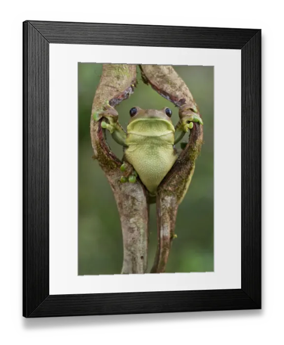 Framed Print : Milky tree frog (Trachycephalus typhonius) looking out through hole in bark, Yasuni National Park Framed Print : Milky tree frog (Trachycephalus typhonius) looking out through hole in bark, Yasuni National Park