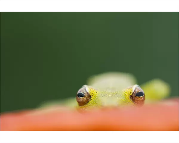 Demerara falls  /  Rough skinned tree frog (Hypsiboas cinerascens) eyes peering over