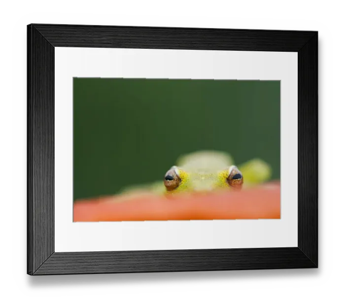 Framed Print : Demerara falls / Rough skinned tree frog (Hypsiboas cinerascens) eyes peering over Framed Print : Demerara falls / Rough skinned tree frog (Hypsiboas cinerascens) eyes peering over