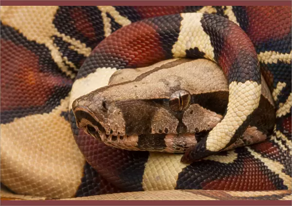 Red tailed boa constrictor (Boa constrictor constrictor) juvenile, portrait, with