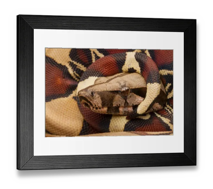 Framed Print : Red tailed boa constrictor (Boa constrictor constrictor) juvenile, portrait, with