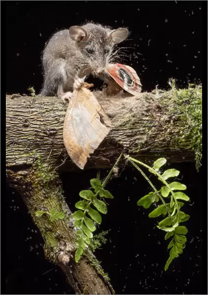 Juvenile Mouse opossum (Marmosops impavidus) feeding on moth, Pinas, El Oro, Ecuador