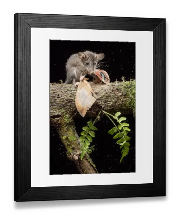 Framed Print : Juvenile Mouse opossum (Marmosops impavidus) feeding on moth, Pinas, El Oro, Ecuador Framed Print : Juvenile Mouse opossum (Marmosops impavidus) feeding on moth, Pinas, El Oro, Ecuador