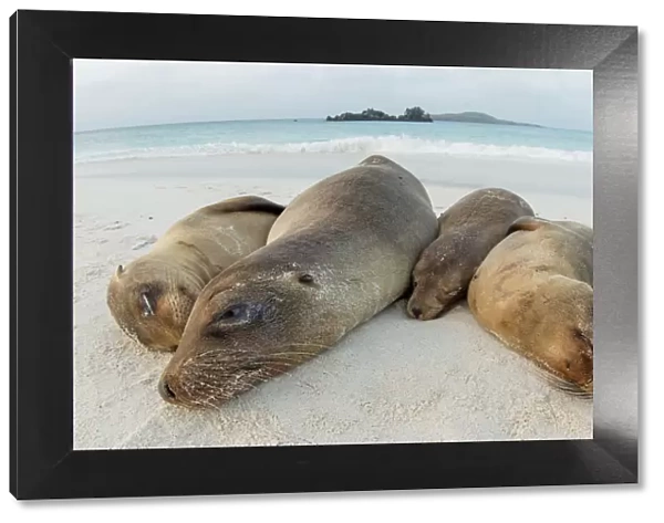 Four Galapagos sea lions (Zalophus wollebaeki) sleeping on beach, Floreana Island