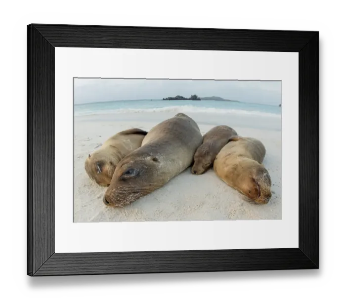 Framed Print : Four Galapagos sea lions (Zalophus wollebaeki) sleeping on beach, Floreana Island Framed Print : Four Galapagos sea lions (Zalophus wollebaeki) sleeping on beach, Floreana Island